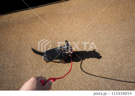 散歩中の小型犬・犬・チワワ・ミニピン 散歩中の小型犬・犬・チワワ・ミニピン 115839054