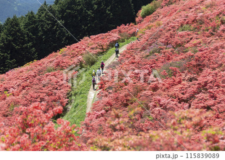 ツツジが満開の葛城高原の中をハイキングする人々 ツツジが満開の葛城高原の中をハイキングする人々 115839089