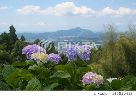 梅雨の晴れ間の高原の紫陽花 115839412