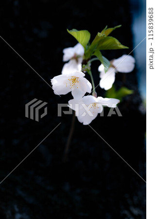 幹に咲く桜の花 幹に咲く桜の花 115839688