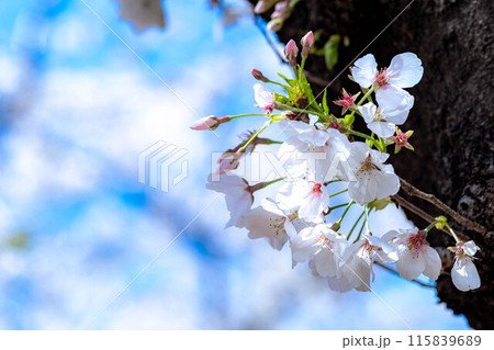 青空に映える桜 青空に映える桜 115839689