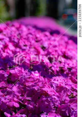 道端に咲く芝桜（縦位置） 115839706