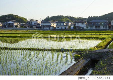 田植え後の田んぼのある風景 鳥取県 湖山町 田植え後の田んぼのある風景 鳥取県 湖山町 115839733