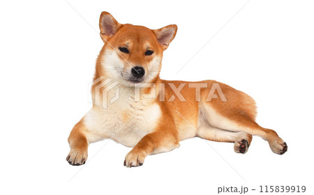isolate portrait happy smiling red shiba inu on white background, For use in illustrations, Background image or copy space. 115839919