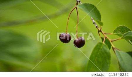 Close-up of two ripe cherries hanging from a branch with lush green leaves Close-up of two ripe cherries hanging from a branch with lush green leaves 115840222