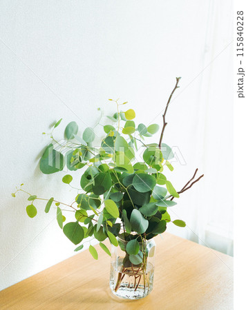 窓際のユーカリポポラス 115840228