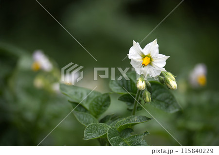 Close-up of a blooming potato plant flower against a green background 115840229