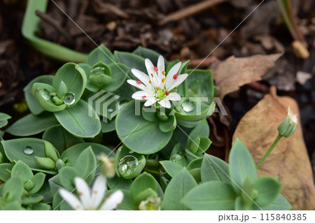 シコタンハコベの花 115840385