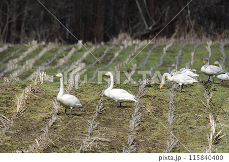 コーン畑の白鳥 115840400