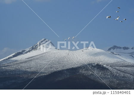 駒ケ岳をバックに飛ぶ白鳥の群れ 115840401