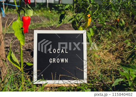 LOCAL GROWN message on background of fresh eco-friendly bio grown bell peppers in garden. Countryside food production concept. Locally produce harvesting. Sustainability 115840402