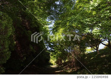 神秘的な森 115840498