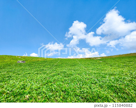 さわやかな夏の高原風景(美ヶ原高原) さわやかな夏の高原風景(美ヶ原高原) 115840882