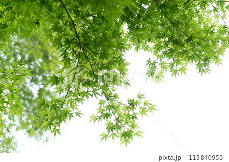 白い背景の新緑 白い背景の新緑 115840953