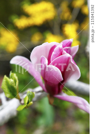 ピンクの濃淡の美しい木蓮の花 ピンクの濃淡の美しい木蓮の花 115841392