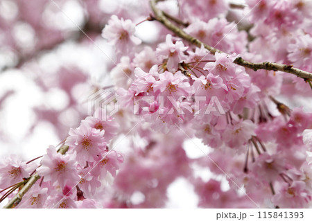 満開の枝垂桜 115841393