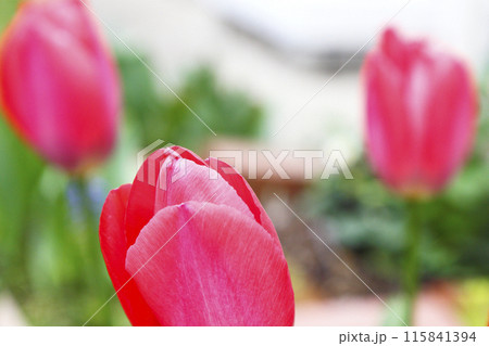 花壇に咲いた赤いチューリップの花 115841394