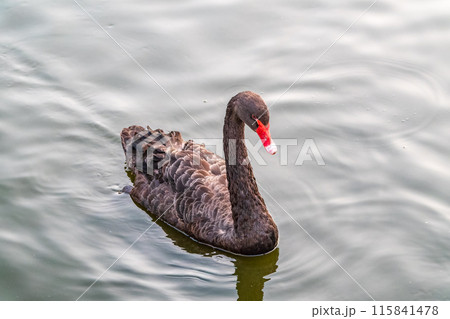 A graceful black swan with a red beak is swimming on a lake with dark green water. Cygnus atratus A graceful black swan with a red beak is swimming on a lake with dark green water. Cygnus atratus 115841478
