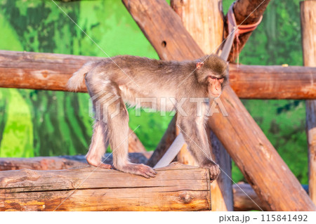Japanese macaque walks on a wooden log Japanese macaque walks on a wooden log 115841492