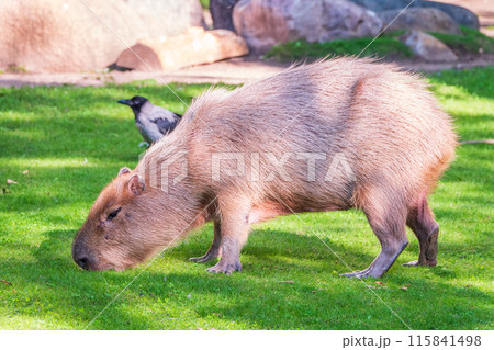 A large capybara walks on the green grass in the park 115841498