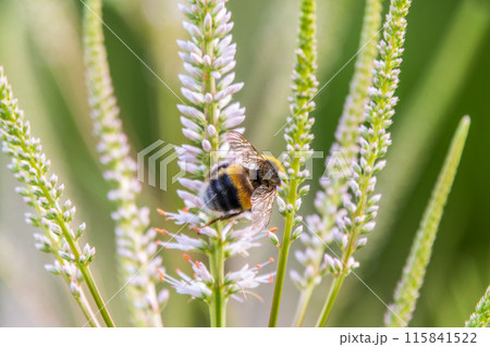 White Culver's root, Veronicastrum virginicum 'Alba', blooming in an autumn garden and giving nectar to bees 115841522