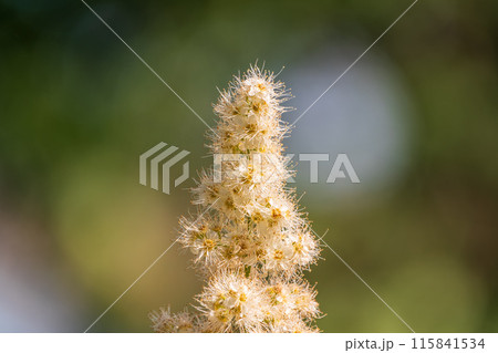Oak-leaved spirea, Spiraea chamaedryfolia, blooms luxuriantly with small white flowers in the garden 115841534