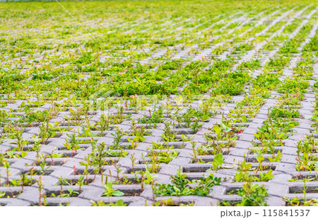 Green grass growing through the cobble stones, outdoor garden flooring background photo texture 115841537