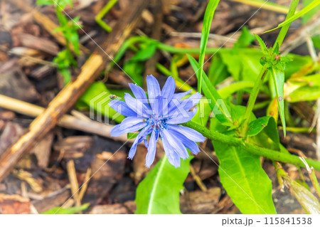 Common Chicory or Cichorium intybus flower blossoms on blured background 115841538
