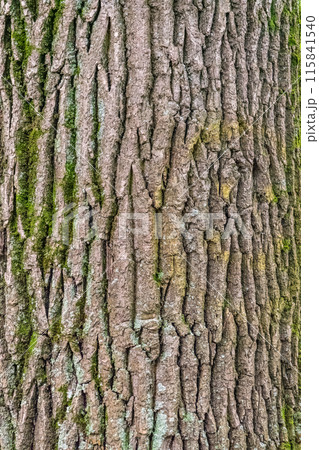 Relief texture of the bark of an old poplar with moss 115841540