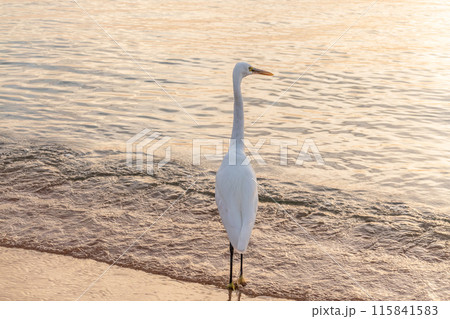 Great egret (Ardea alba), a medium-sized white heron fishing on the sea beach 115841583