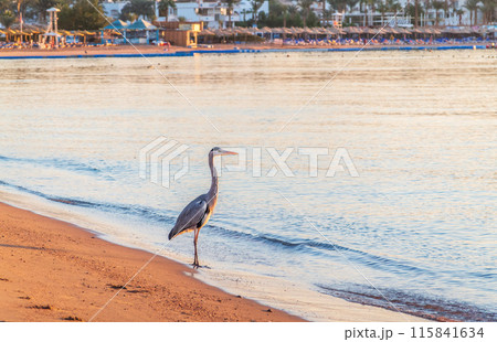 Gray heron fishing on the beach of the Red Sea. Naama Bay beach, Sharm El Sheikh, Egypt Gray heron fishing on the beach of the Red Sea. Naama Bay beach, Sharm El Sheikh, Egypt 115841634