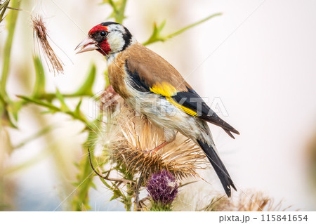 European goldfinch, feeding on the seeds of thistles. Carduelis carduelis. 115841654