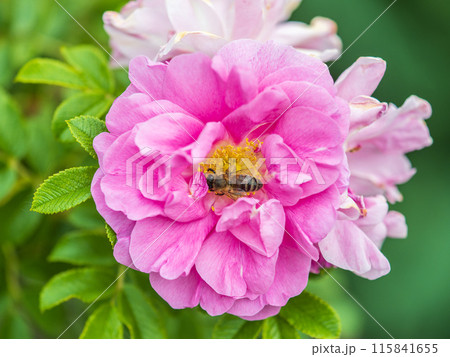 Rosehip flowers with a honey bee, close up. Rosehips pink flowers on green background in sunset light 115841655