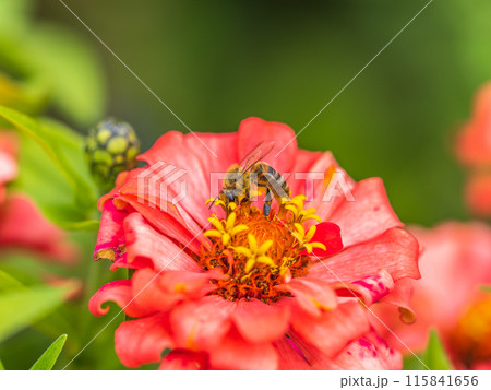 A bee collects nectar from Red marigolds flower in the garden in summer close-up. A bee collects nectar from Red marigolds flower in the garden in summer close-up. 115841656