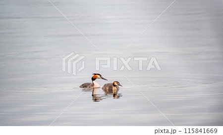 Two Great Crested Grebes swim in the lake Two Great Crested Grebes swim in the lake 115841669