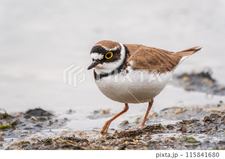 Little ringed plover (Charadrius dubius), bird standing on the lake shore 115841680