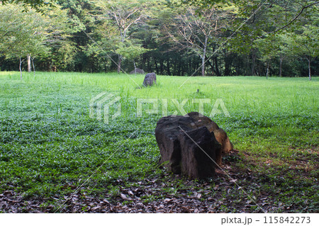 曾木発電所遺構展望公園 野原 曾木発電所遺構展望公園 野原 115842273
