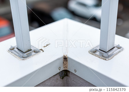 苔と埃で汚れたベランダ 115842370