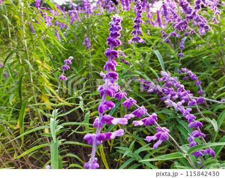アメジストセージの紫色の花 アメジストセージの紫色の花 115842430