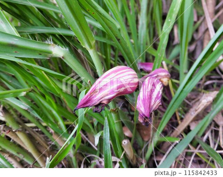 ナンバンキセルの紫色の蕾 115842433