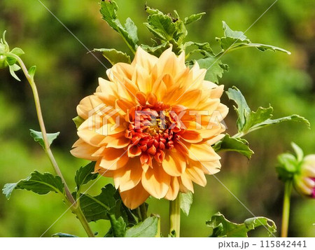 オレンジ色の映えるダリアの花 オレンジ色の映えるダリアの花 115842441