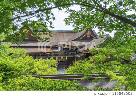 京都 北野天満宮 御土居の青もみじ苑から見える本殿 京都 北野天満宮 御土居の青もみじ苑から見える本殿 115842502