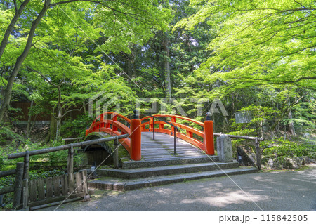 京都 北野天満宮 史跡御土居の青もみじ 京都 北野天満宮 史跡御土居の青もみじ 115842505