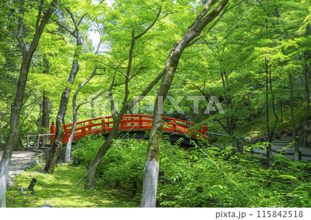 京都　北野天満宮　史跡御土居の青もみじ 115842518