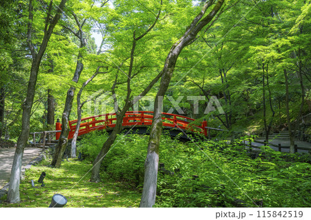 京都　北野天満宮　史跡御土居の青もみじ 115842519