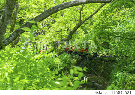 京都　北野天満宮　史跡御土居の青もみじ 115842521