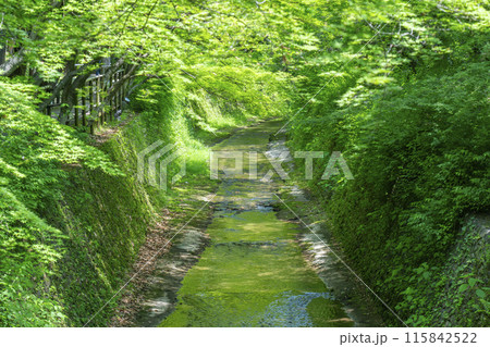 京都　北野天満宮　史跡御土居の青もみじ 115842522