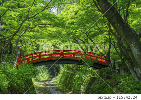 京都　北野天満宮　史跡御土居の青もみじ 115842524