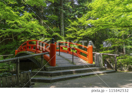 京都　北野天満宮　史跡御土居の青もみじ 115842532