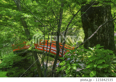京都 北野天満宮 史跡御土居の青もみじ 京都 北野天満宮 史跡御土居の青もみじ 115842535